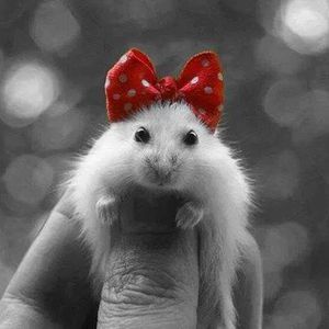 Meet your Posher, Toni